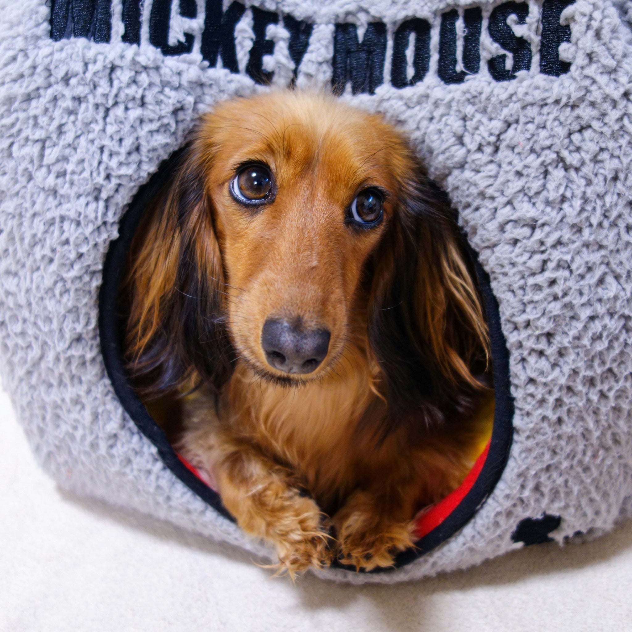 How to Create the Pawfect Cozy Corner for Your Pet
