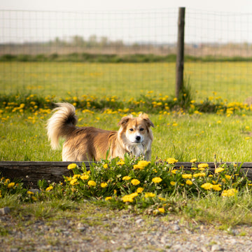 Building a Strong Bond with Your Pet – A Lifetime of Love