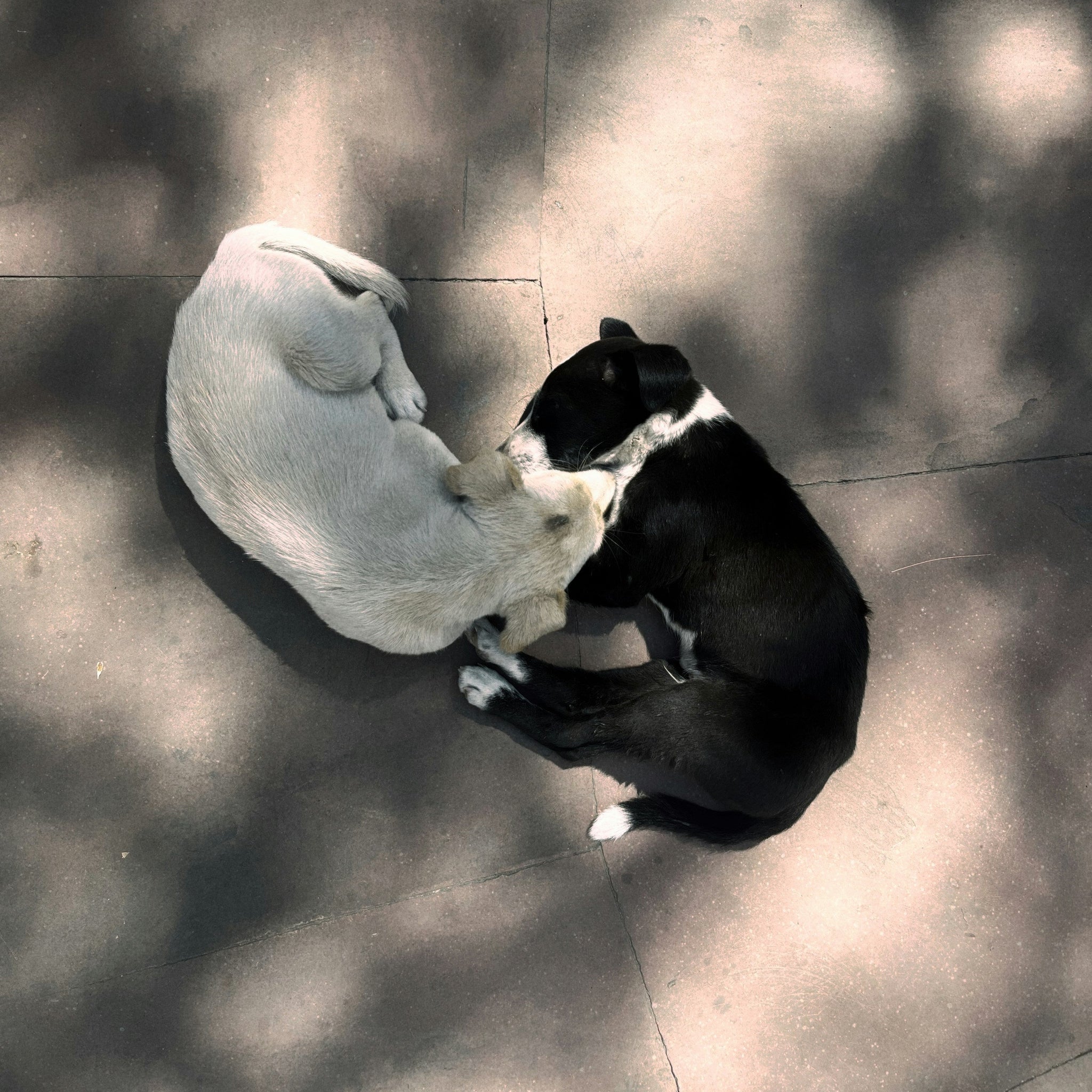 The Power of Play – Why Toys Are More Than Just Fun for Pets