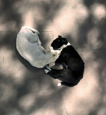 The Power of Play – Why Toys Are More Than Just Fun for Pets
