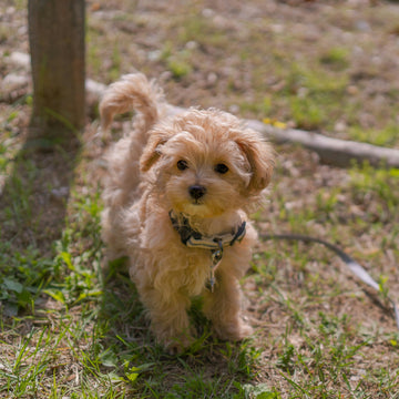 Top 10 Must-Have Essentials for Every New Pet Parent